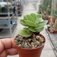 Portulaca molokiniensis Hawaii