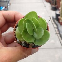 Portulaca molokiniensis Hawaii