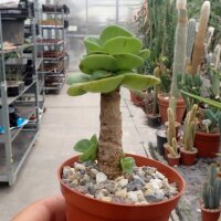 Portulaca molokiniensis Hawaii