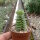 Portulaca molokiniensis Hawaii