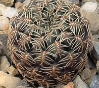 Sulcorebutia mojocoyensis (syn. gemmae)