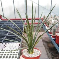 Agave spec. (aff. toumeyana)