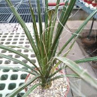 Agave spec. (aff. toumeyana)