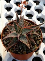 Aloe-Hybr. Neon Light
