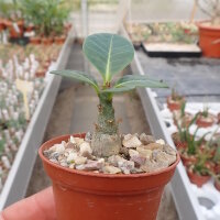 Adenium dhofarense Oman