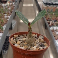 Adenium dhofarense Oman