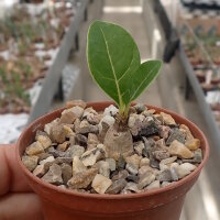 Adenium dhofarense Oman