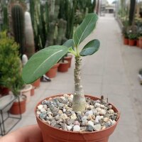 Adenium dhofarense Oman
