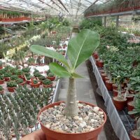 Adenium dhofarense Oman