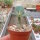 Adenium dhofarense Oman
