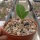 Adenium dhofarense Oman