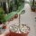 Adenium dhofarense Oman