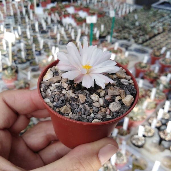 Ariocarpus kotschoubeyanus Las Tablas CITES, not outside EU