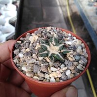Ariocarpus kotschoubeyanus Las Tablas CITES, not outside EU