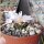 Ariocarpus kotschoubeyanus Las Tablas CITES, not outside EU
