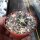 Ariocarpus kotschoubeyanus Las Tablas CITES, not outside EU
