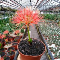 Scadoxus multiflorus