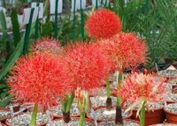 Scadoxus multiflorus