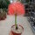 Scadoxus multiflorus