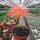 Scadoxus multiflorus