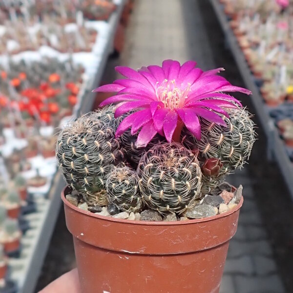 Sulcorebutia crispata RV 313