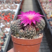 Sulcorebutia crispata RV 313