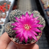 Sulcorebutia crispata RV 313