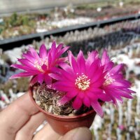 Sulcorebutia crispata RV 313