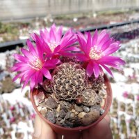 Sulcorebutia crispata RV 313