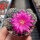 Sulcorebutia crispata RV 313