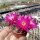 Sulcorebutia crispata RV 313