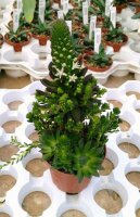 Orostachys erubescens