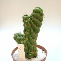 Eulychnia castanea cv. spiralis gepfr. cristata