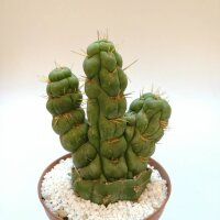 Eulychnia castanea cv. spiralis gepfr. cristata