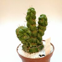 Eulychnia castanea cv. spiralis gepfr. cristata
