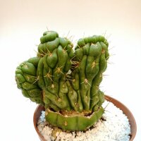 Eulychnia castanea cv. spiralis gepfr. cristata