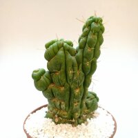 Eulychnia castanea cv. spiralis gepfr. cristata