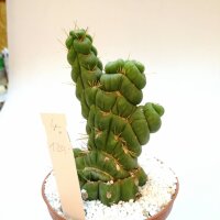 Eulychnia castanea cv. spiralis gepfr. cristata