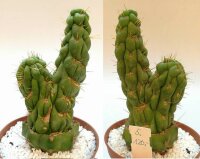 Eulychnia castanea cv. spiralis gepfr. cristata