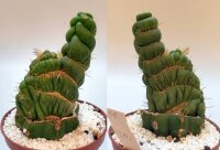 Eulychnia castanea cv. spiralis gepfr. cristata