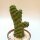 Eulychnia castanea cv. spiralis gepfr. cristata