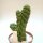 Eulychnia castanea cv. spiralis gepfr. cristata