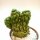 Eulychnia castanea cv. spiralis gepfr. cristata