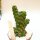 Eulychnia castanea cv. spiralis gepfr. cristata