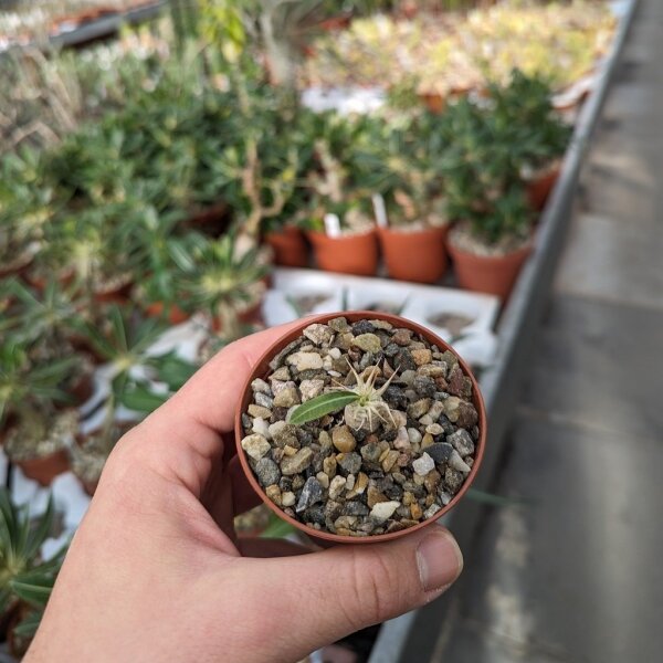 Pachypodium brevicaule ssp. leucoxanthum