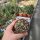 Pachypodium brevicaule ssp. leucoxanthum