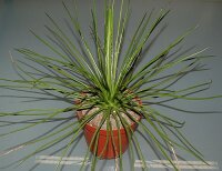 Yucca baileyi aff. Nähe Elk, Otero Co., NM (dw)