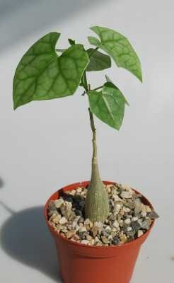 Gerrardanthus lobatus