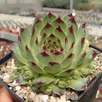 Sempervivum calcareum  fr. Col de Bayard (dw)