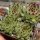 Sempervivum calcareum  fr. Col de Bayard (dw)